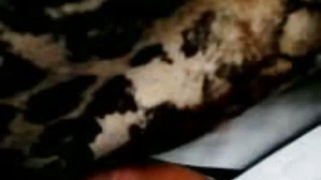 Pornografia sensual sem registo.  Morena loura no sofá a foder vídeos pornôs grates