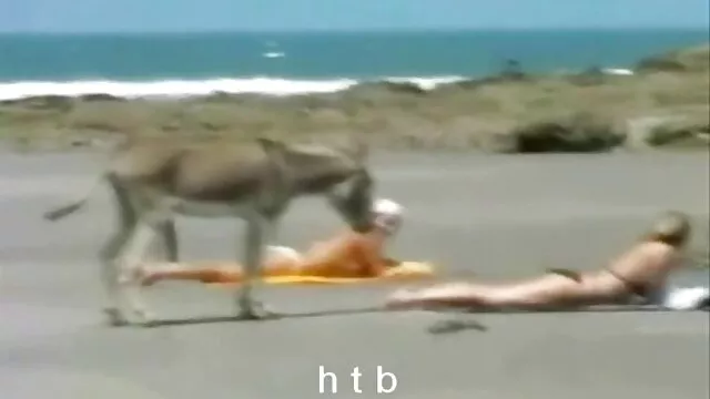 Pornografia sensual sem registo.  A videos pornôs grates cabra castigada com pele e cinta na parte 2